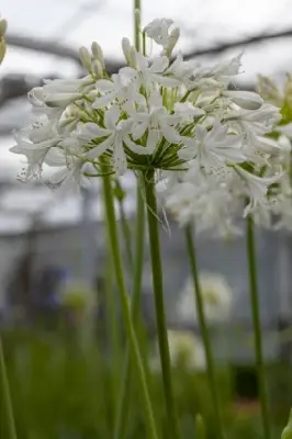 AGAPANTHUS africanus 'Albus' - image 3