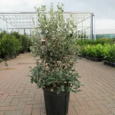 FEIJOA sellowiana - image 2