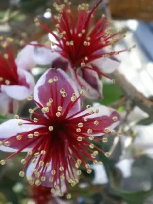 FEIJOA sellowiana - image 3