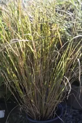 ANEMANTHELE lessoniana 'Sirocco' - image 2