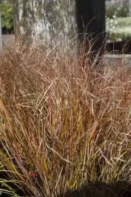 ANEMANTHELE lessoniana 'Sirocco' - image 3