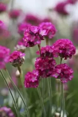 ARMERIA maritima 'Armada Rose' - image 2