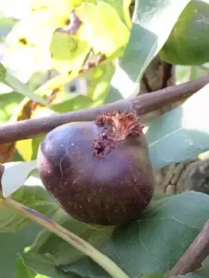 Ficus carica 'Brown Turkey' (FIG) - image 2