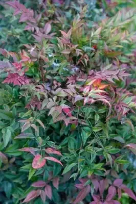 NANDINA domestica 'Gulf Stream' - image 3