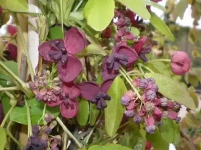 AKEBIA quinata - image 3