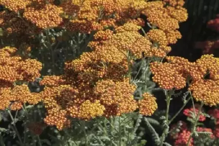 ACHILLEA 'Walther Funcke' - image 3