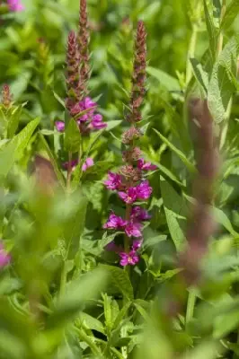 LYTHRUM salicaria 'Robert' - image 2