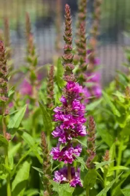 LYTHRUM salicaria 'Robert' - image 3