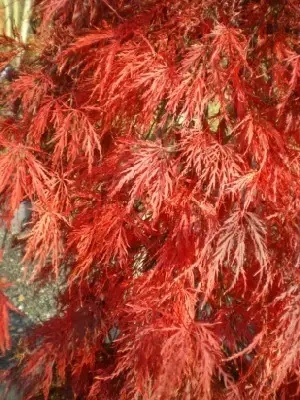 ACER palmatum dissectum 'Garnet' - image 2