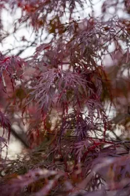 ACER palmatum dissectum 'Garnet' - image 3