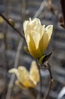 MAGNOLIA 'Elizabeth' - image 2