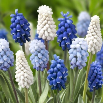 MUSCARI mixed - image 2