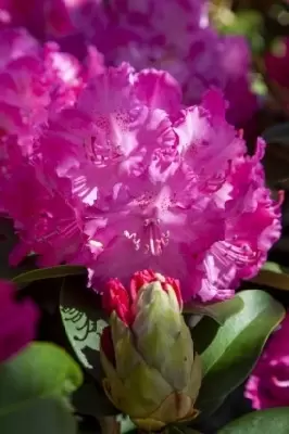RHODODENDRON 'Germania' - image 2
