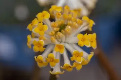 EDGEWORTHIA chrysantha 'Grandiflora' - image 3