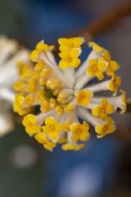 EDGEWORTHIA chrysantha 'Grandiflora' - image 5