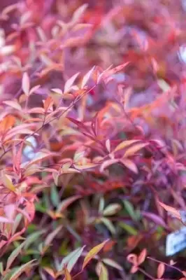 NANDINA domestica 'Gulf Stream' - image 2