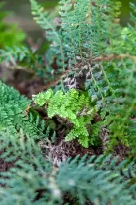 POLYSTICHUM setiferum 'Plumosum Densum' - image 2