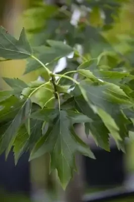 SORBUS torminalis - image 2