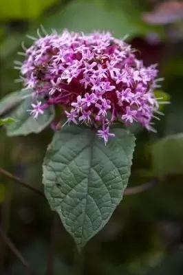 CLERODENDRUM bungei - image 2
