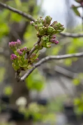 PRUNUS subhirtella 'Autumnalis Rosea' - image 4