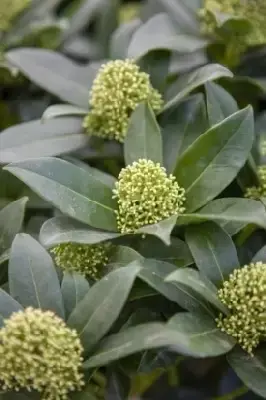 SKIMMIA japonica 'Fragrans' - image 2