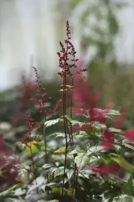 ASTILBE 'Younique Carmine'