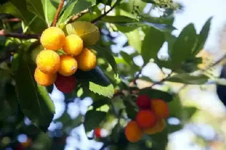 ARBUTUS unedo - image 1