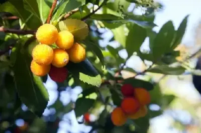 ARBUTUS unedo - image 1