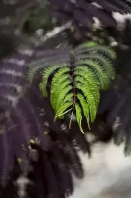 ALBIZIA julibrissin 'Summer Chocolate' - image 3