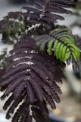 ALBIZIA julibrissin 'Summer Chocolate' - image 3