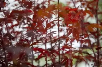 ACER palmatum 'Skeeters Broom' - image 2