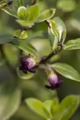 PITTOSPORUM tenuifolium 'Golf Ball' - image 2