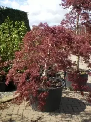 ACER palmatum dissectum 'Garnet' - image 2