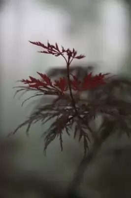 ACER palmatum dissectum 'Firecracker' - image 2