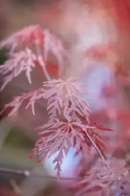 ACER palmatum dissectum 'Firecracker' - image 3