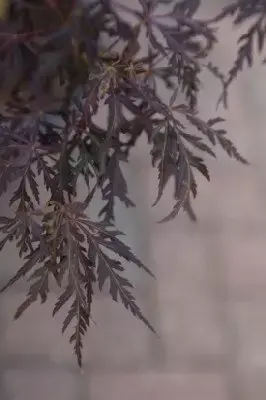 ACER palmatum dissectum 'Firecracker' - image 5