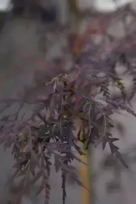 ACER palmatum dissectum 'Firecracker' - image 4