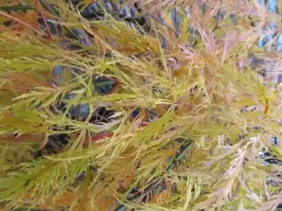 ACER palmatum dissectum 'Emerald Lace' - image 4