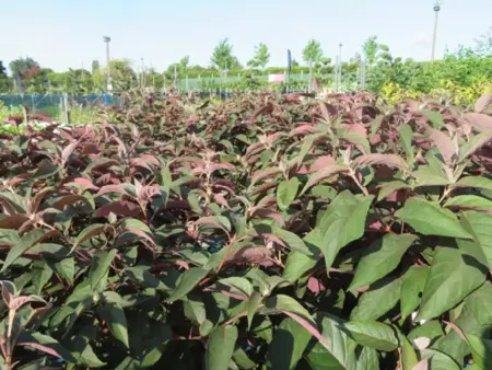 HYDRANGEA aspera 'Hot Chocolate' - image 3