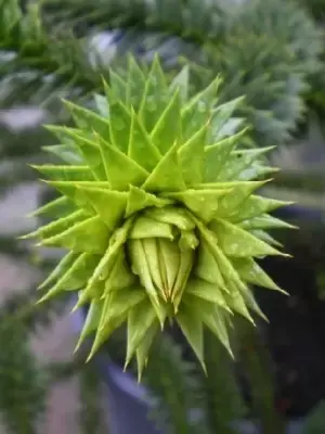 ARAUCARIA araucana - image 3