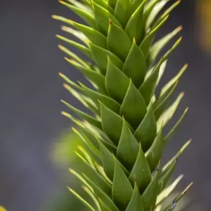 ARAUCARIA araucana - image 4