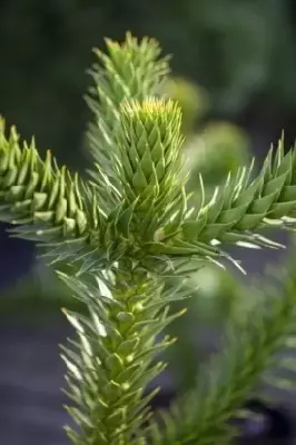 ARAUCARIA araucana - image 5