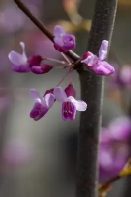 CERCIS canadensis 'Hearts of Gold' - image 3