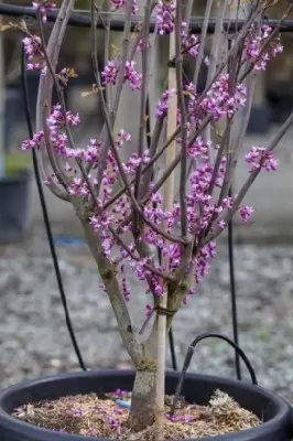 CERCIS canadensis 'Hearts of Gold' - image 4
