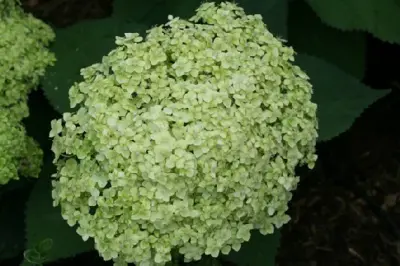 HYDRANGEA arborescens 'Lime Rickey' - image 2