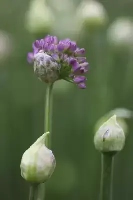 ALLIUM 'Millenium' - image 2