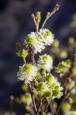 FOTHERGILLA x intermedia 'Blue Shadow' - image 2