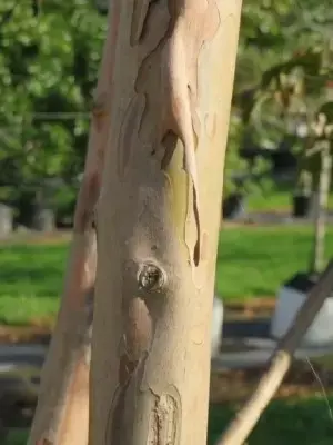 LAGERSTROEMIA indica - image 4