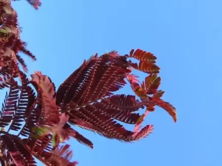 ALBIZIA julibrissin 'Summer Chocolate' - image 4