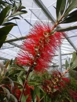 CALLISTEMON citrinus 'Splendens' - image 2